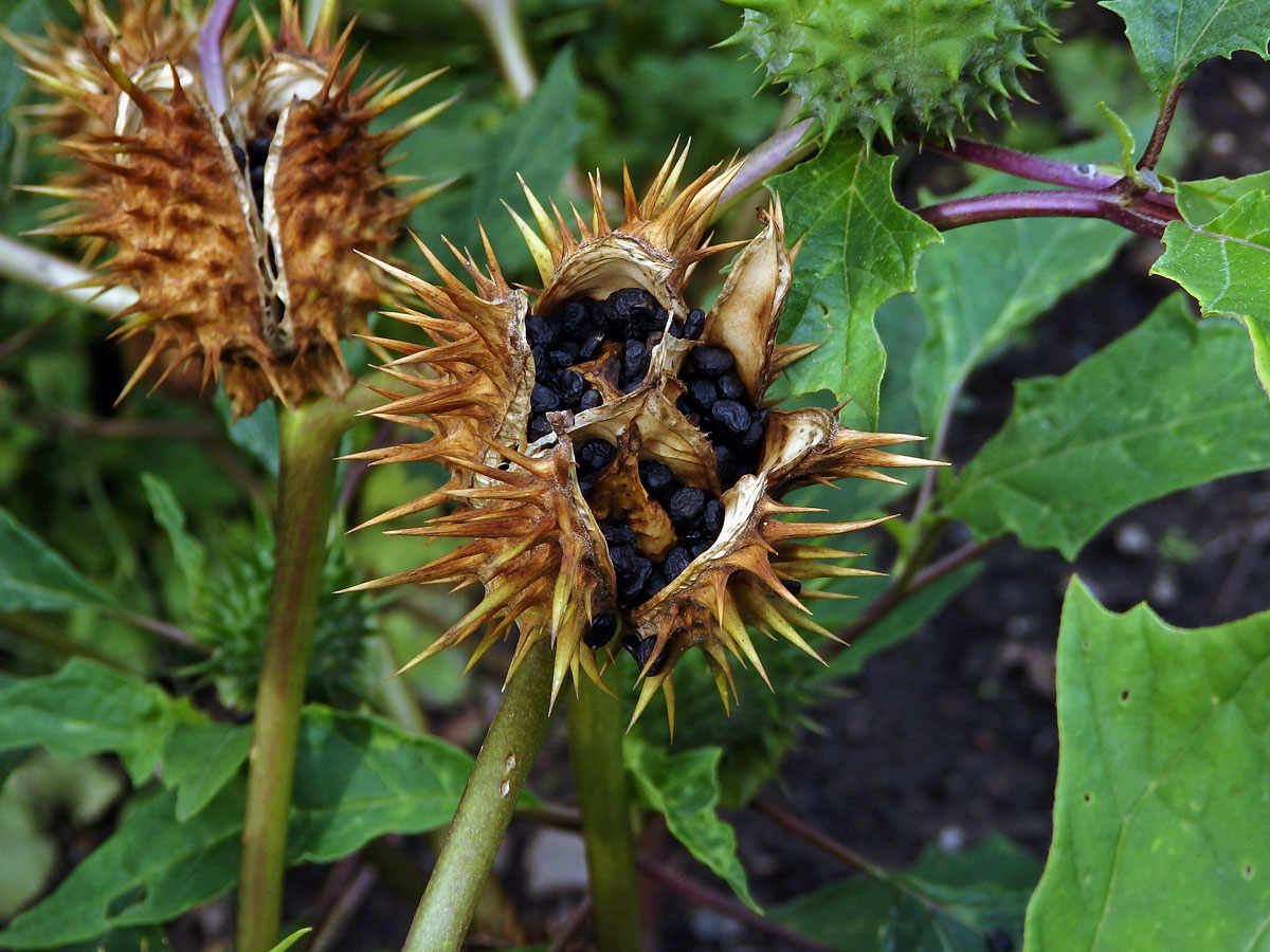 Durman obecný (Datura stramonium L.)