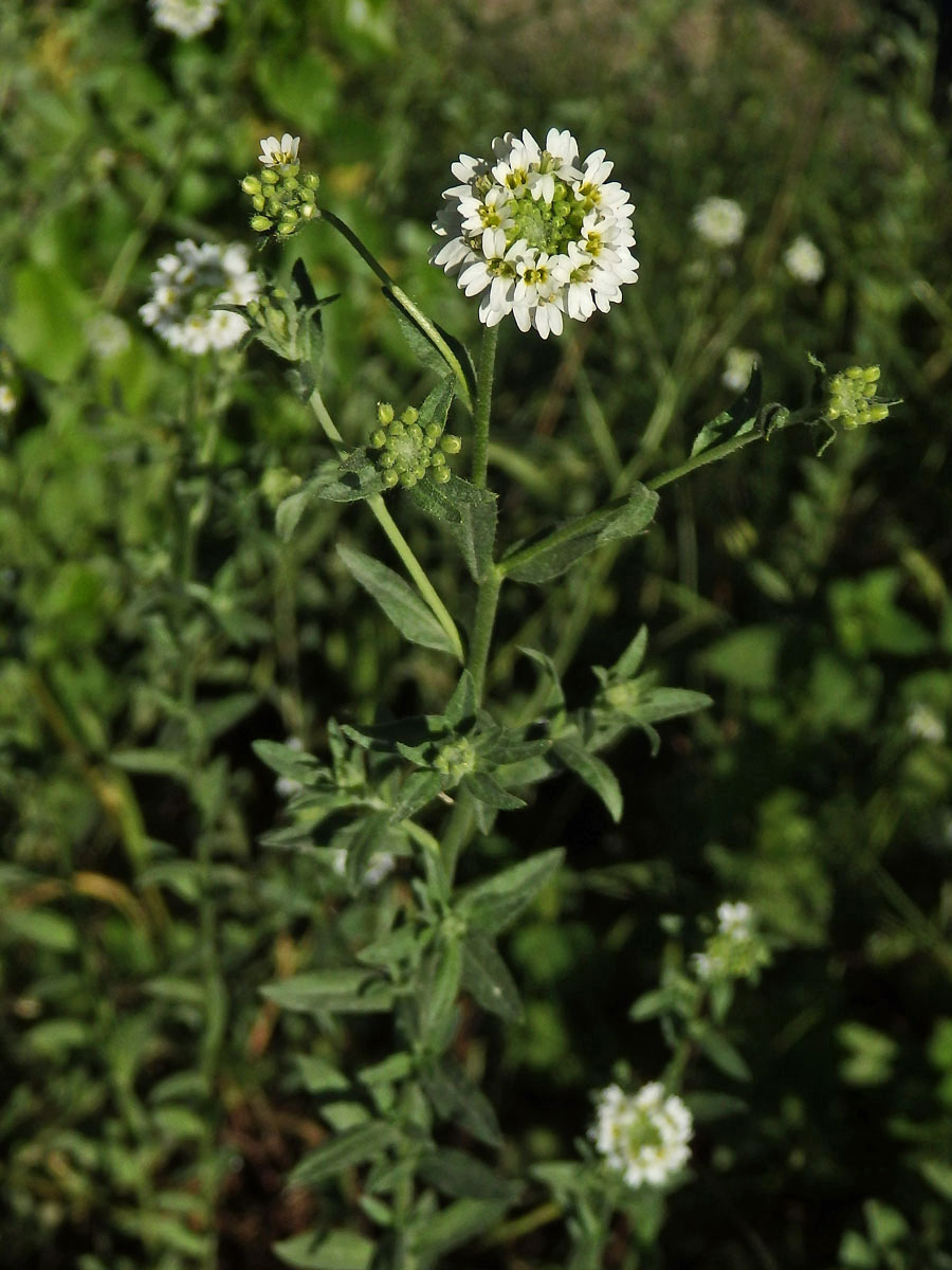 Šedivka šedá (Berteroa incana (L.) DC.)