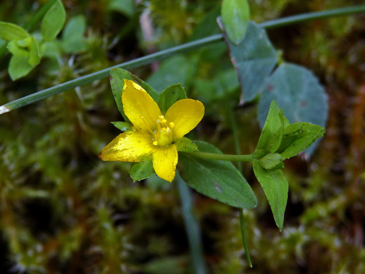 Třezalka rozprostřená (Hypericum humifusum L.), čtyřčetný květ (6)