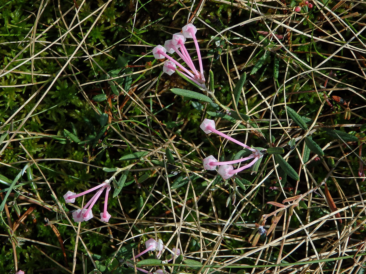 Kyhanka sivolistá (Andromeda polifolia L.)