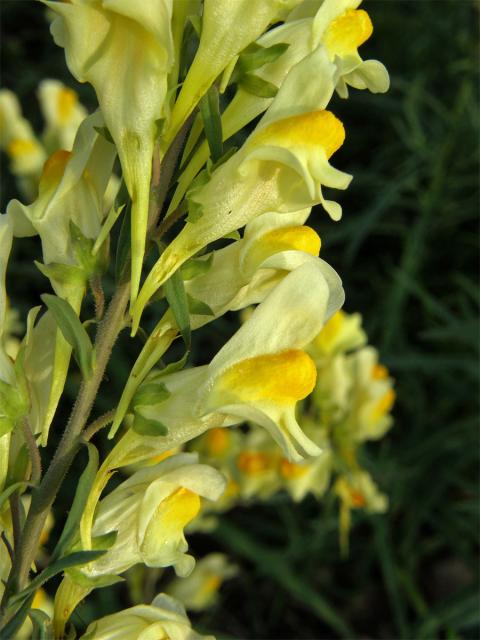 Lnice květel (Linaria vulgaris Mill.)