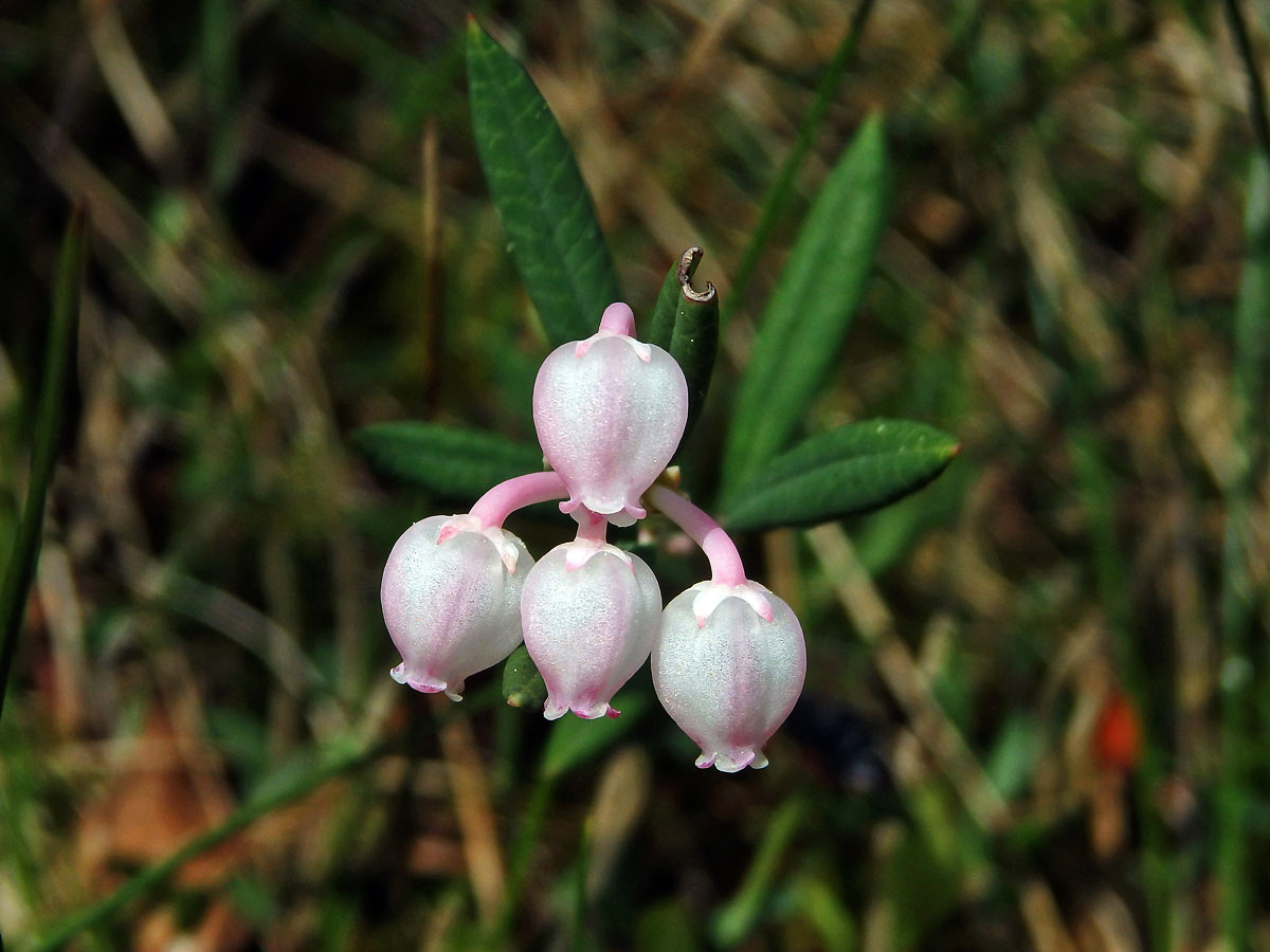 Kyhanka sivolistá (Andromeda polifolia L.)