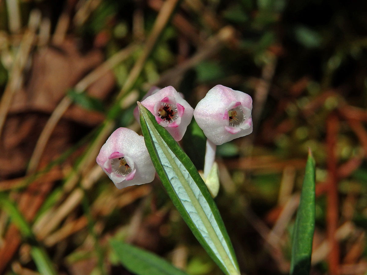 Kyhanka sivolistá (Andromeda polifolia L.)