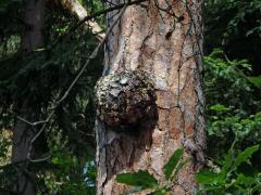 Tumor na borovici lesní (Pinus sylvestris L.) (26)