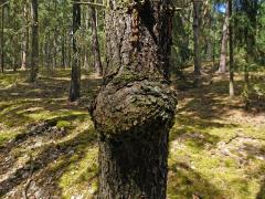 Smrk ztepilý (Picea abies (L.) Karsten) (16) s nádorem na kmeni