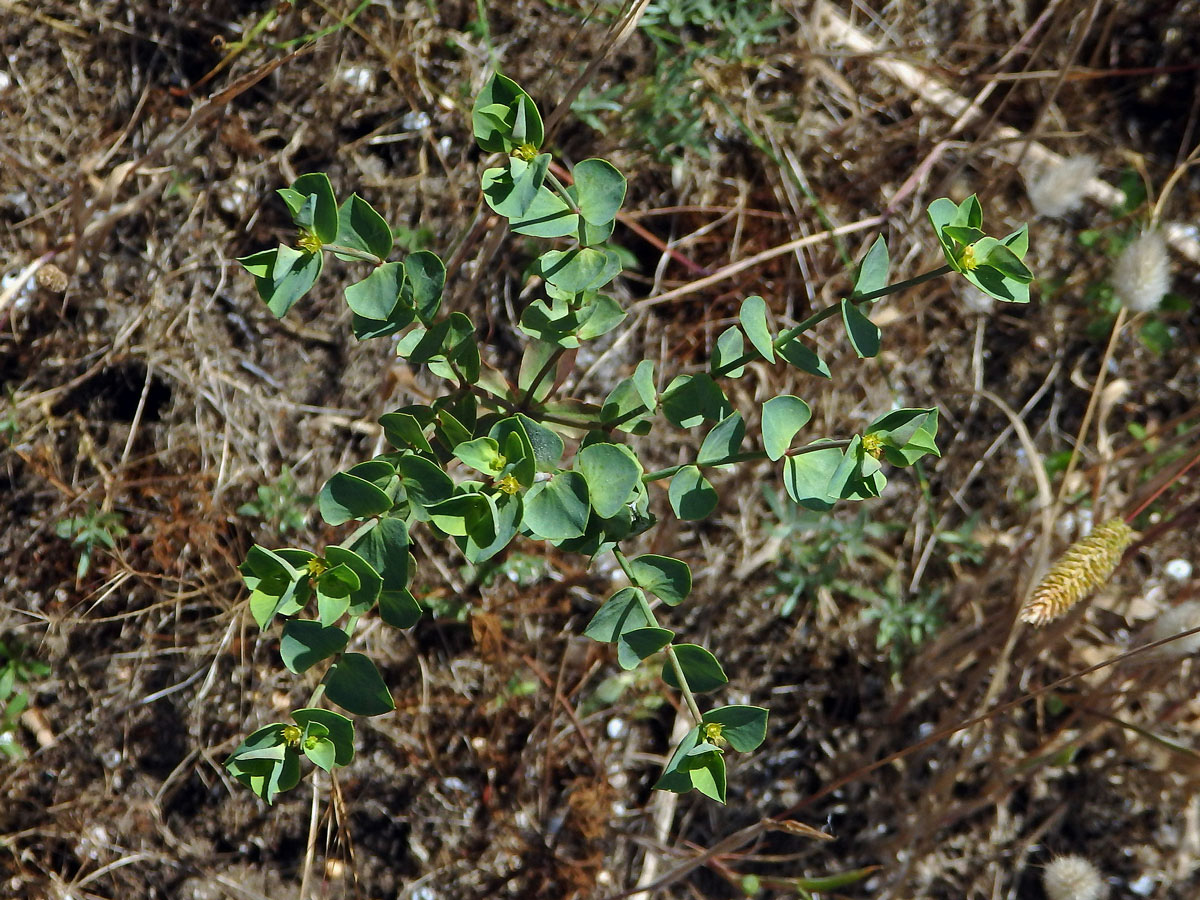 Pryšec (Euphorbia terracina L.)