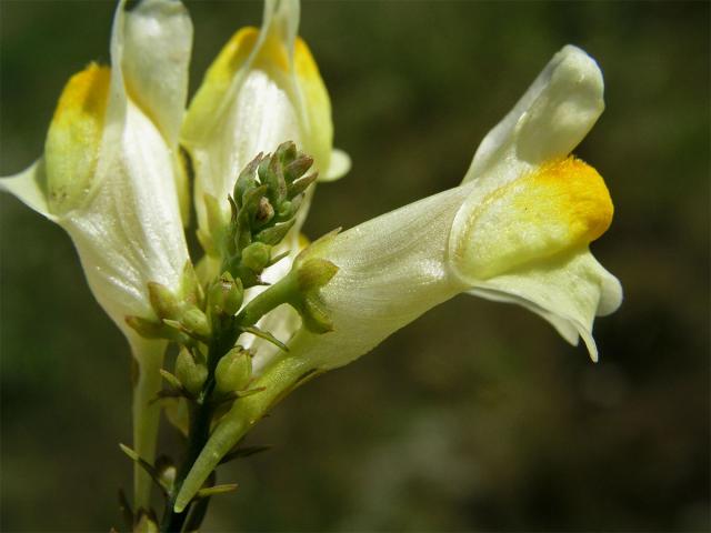 Lnice květel (Linaria vulgaris Mill.)