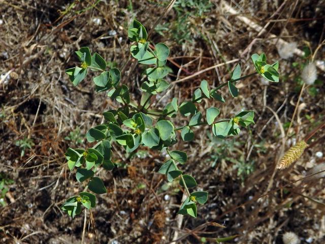 Pryšec (Euphorbia terracina L.)