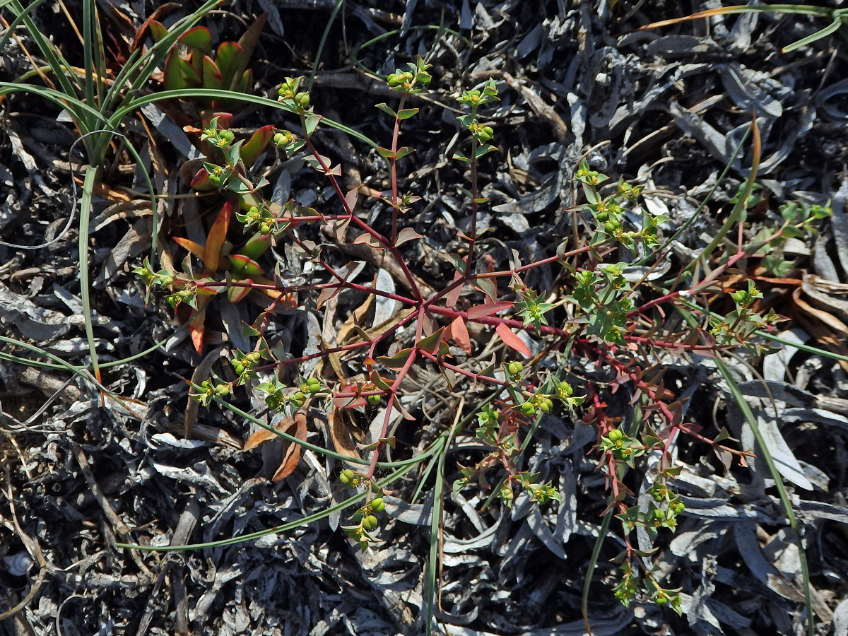 Pryšec (Euphorbia terracina L.)