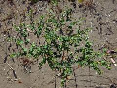 Pryšec (Euphorbia terracina L.)