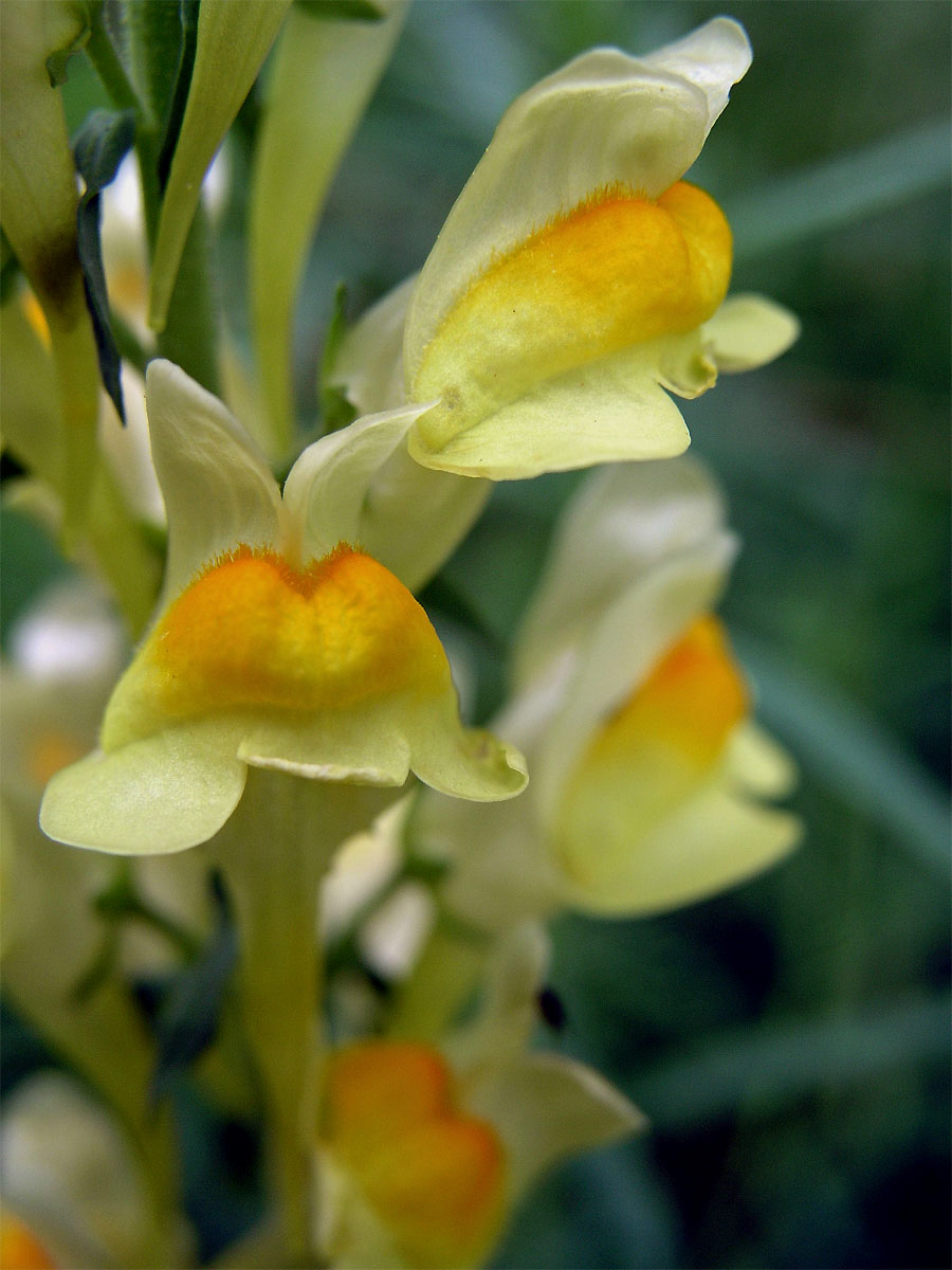 Lnice květel (Linaria vulgaris Mill.)