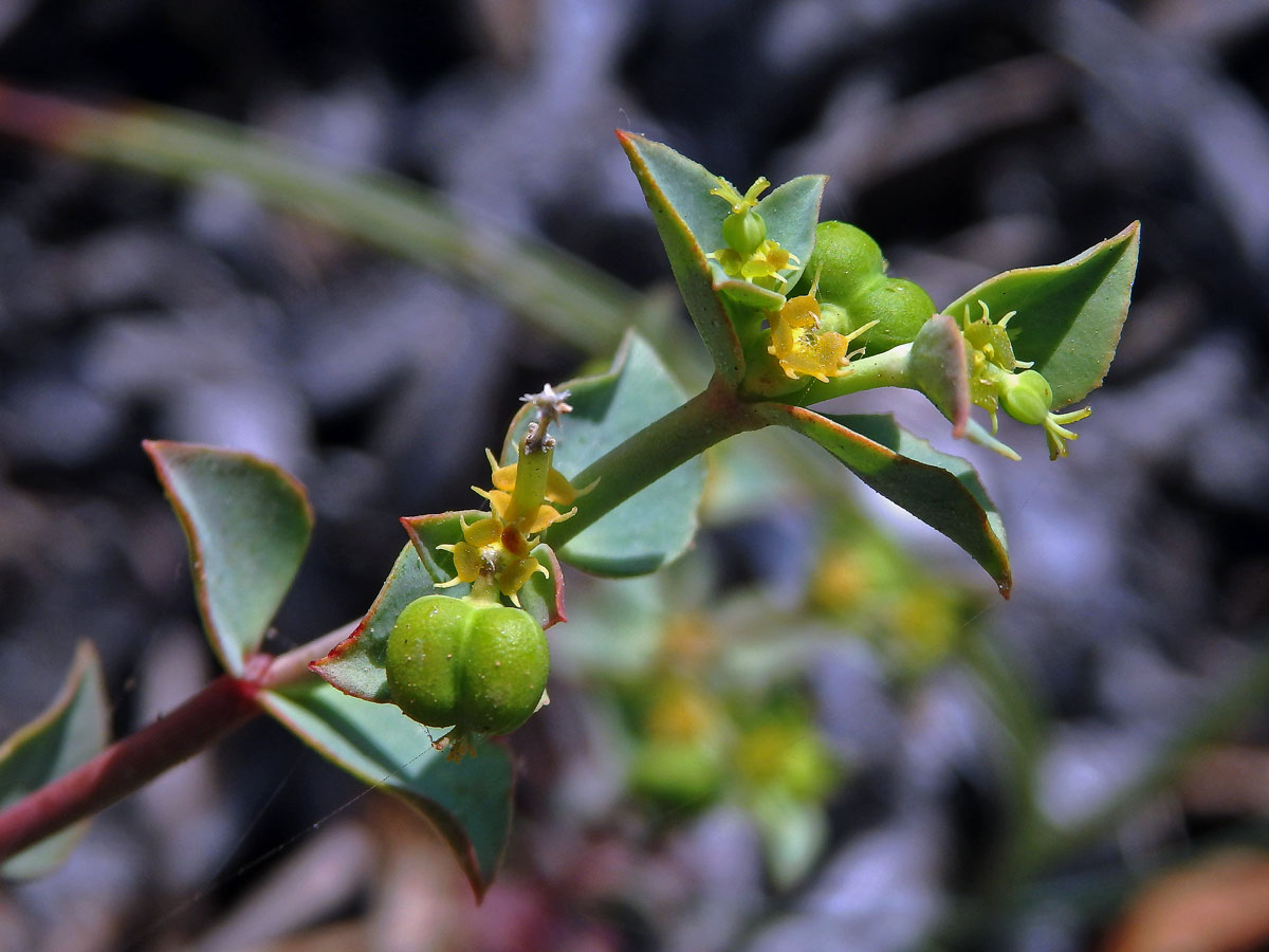 Pryšec (Euphorbia terracina L.)