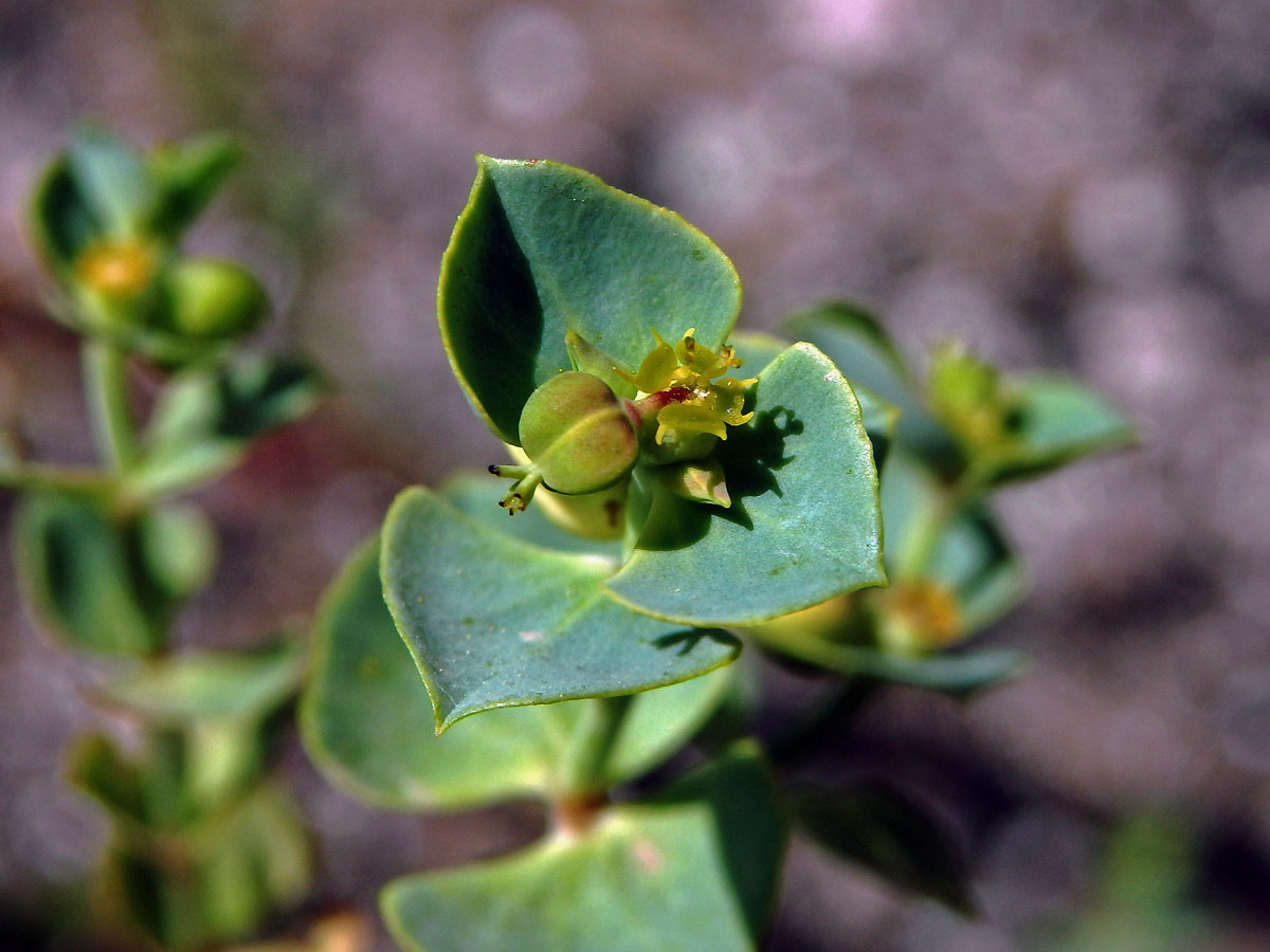 Pryšec (Euphorbia terracina L.)