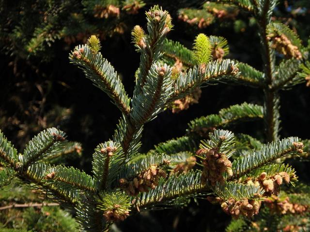 Jedle kavkazská (Abies nordmanniana (Steven) Spach)