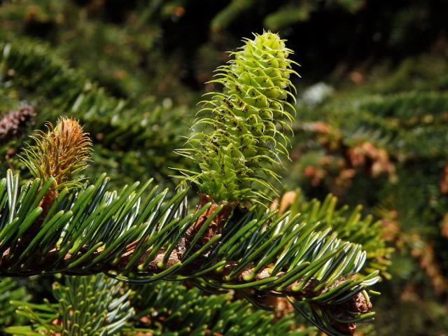 Jedle kavkazská (Abies nordmanniana (Steven) Spach)