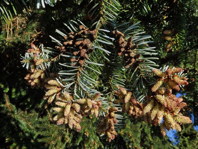 Jedle kavkazská (Abies nordmanniana (Steven) Spach)