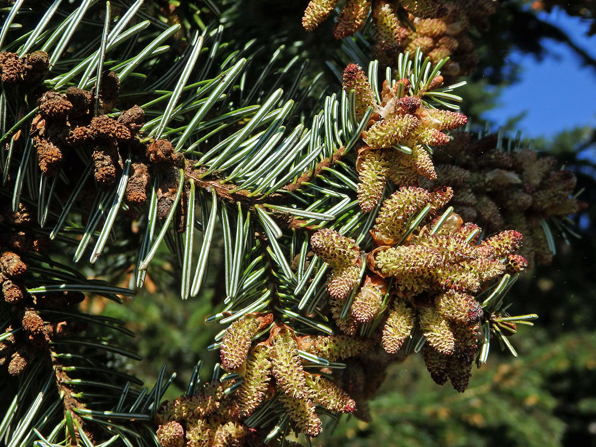 Jedle kavkazská (Abies nordmanniana (Steven) Spach)