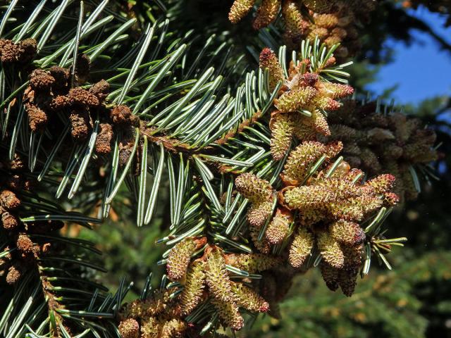 Jedle kavkazská (Abies nordmanniana (Steven) Spach)