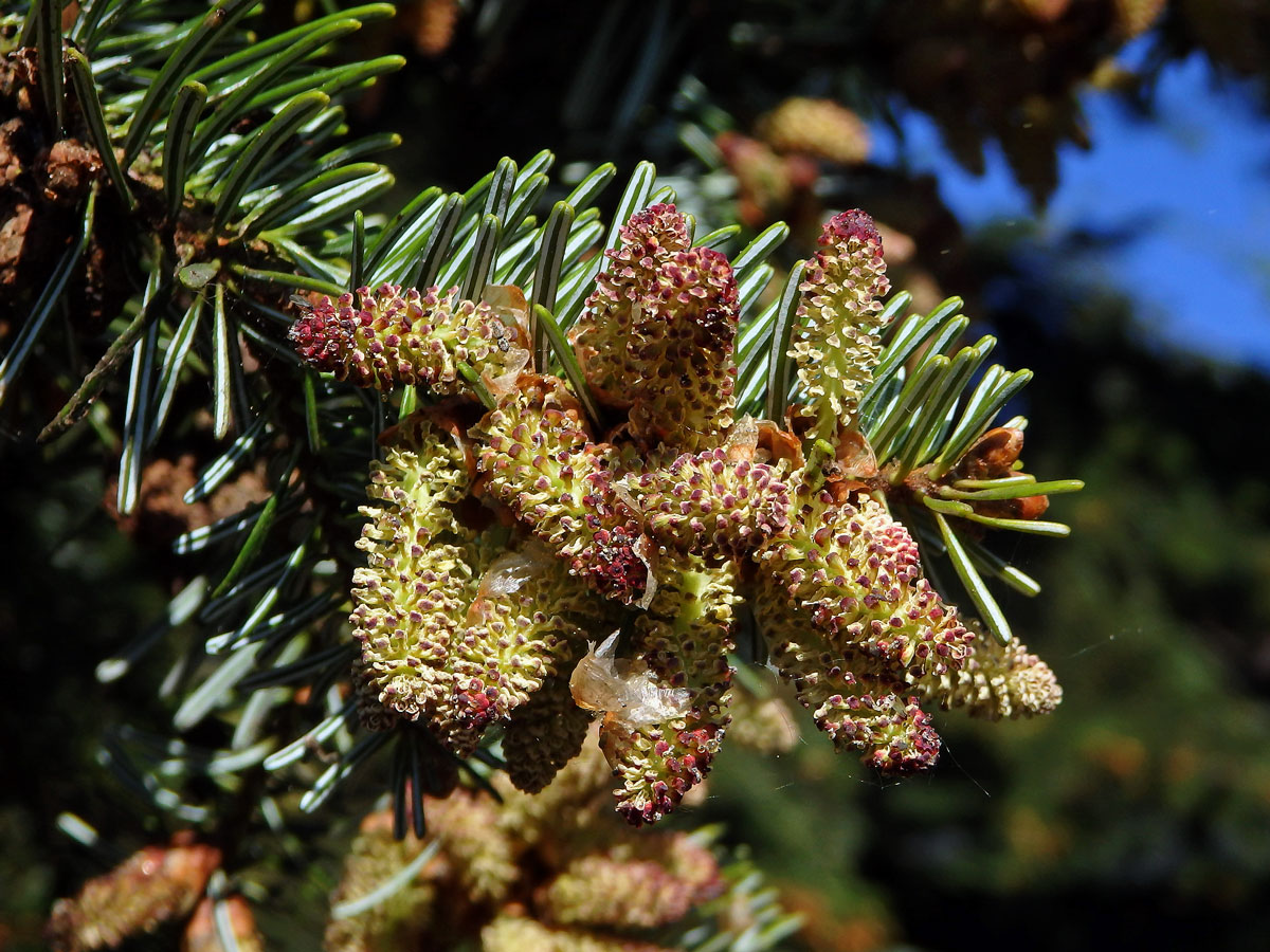 Jedle kavkazská (Abies nordmanniana (Steven) Spach)