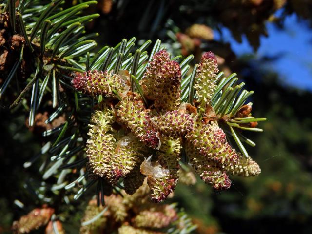 Jedle kavkazská (Abies nordmanniana (Steven) Spach)