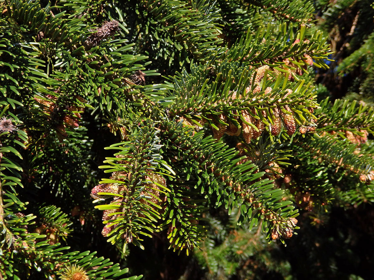 Jedle kavkazská (Abies nordmanniana (Steven) Spach)