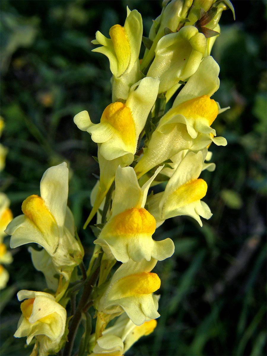 Lnice květel (Linaria vulgaris Mill.)