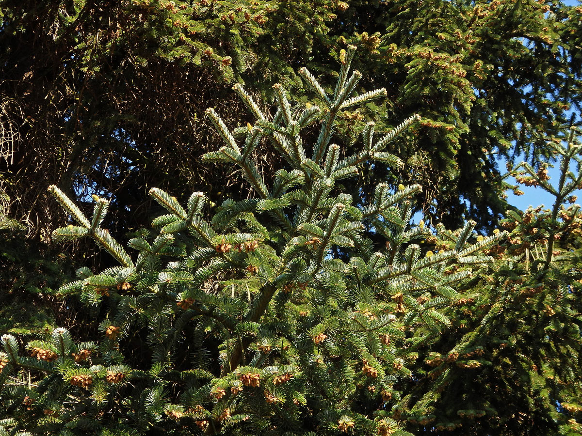 Jedle kavkazská (Abies nordmanniana (Steven) Spach)