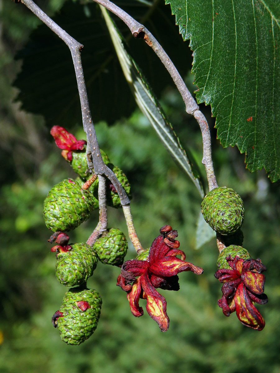 Jazykovité hálky způsobené houbou Taphrina alni na olši šedé (Alnus incala)