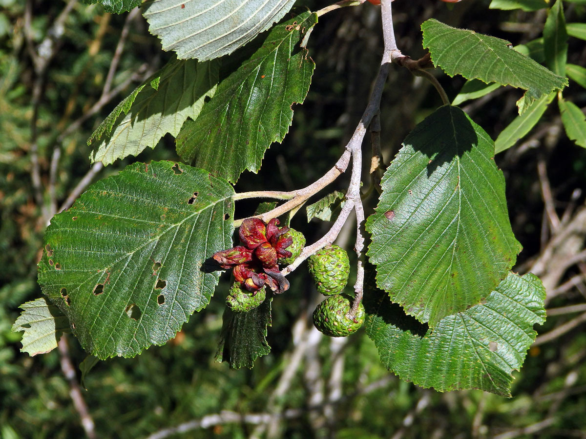 Jazykovité hálky způsobené houbou Taphrina alni na olši šedé (Alnus incala)