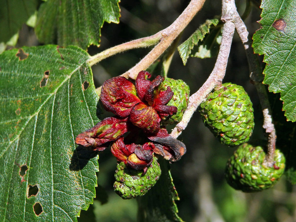 Jazykovité hálky způsobené houbou Taphrina alni na olši šedé (Alnus incala)