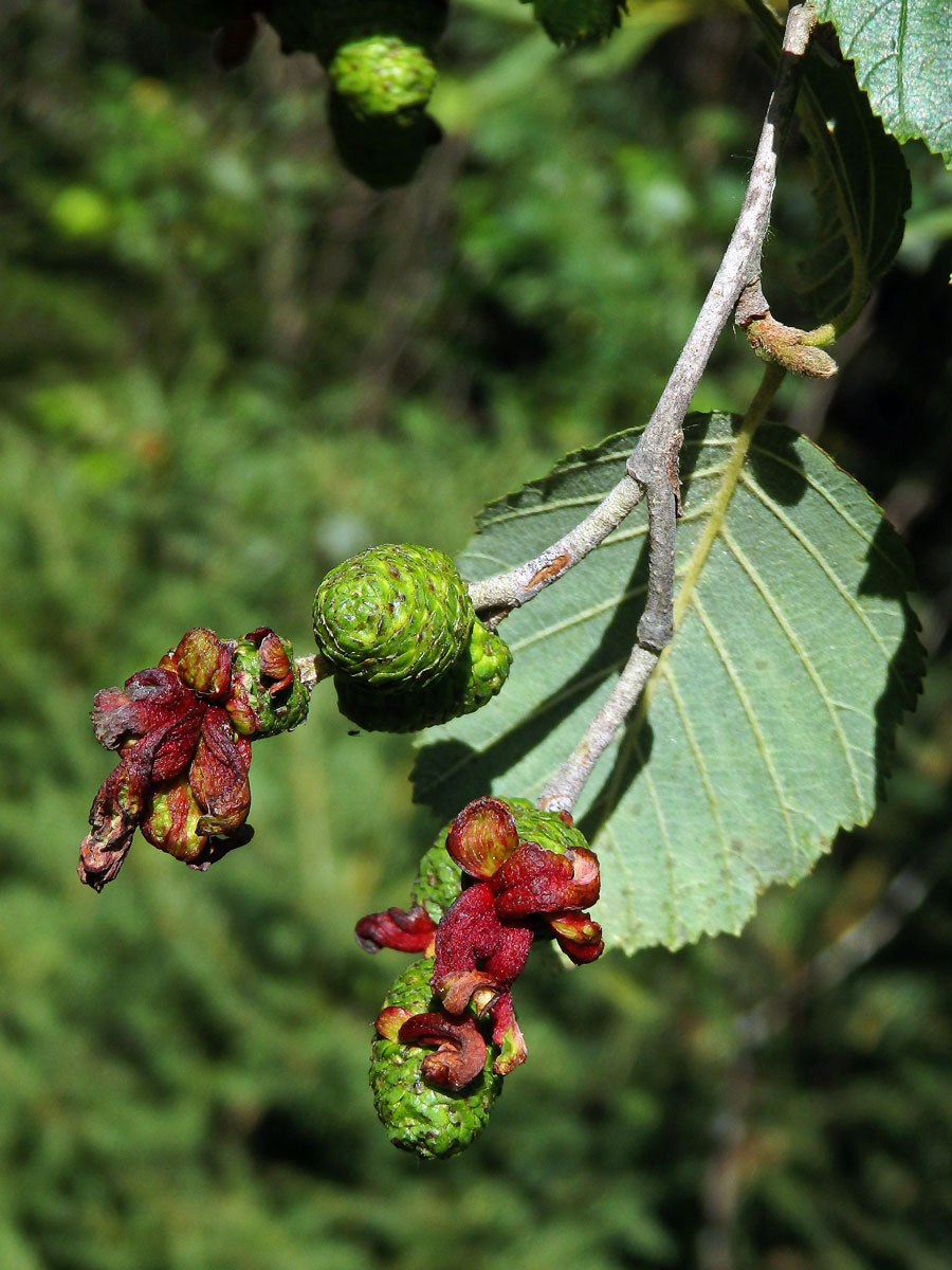 Jazykovité hálky způsobené houbou Taphrina alni na olši šedé (Alnus incala)