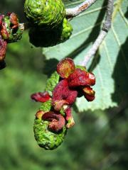 Jazykovité hálky způsobené houbou Taphrina alni na olši šedé (Alnus incala)