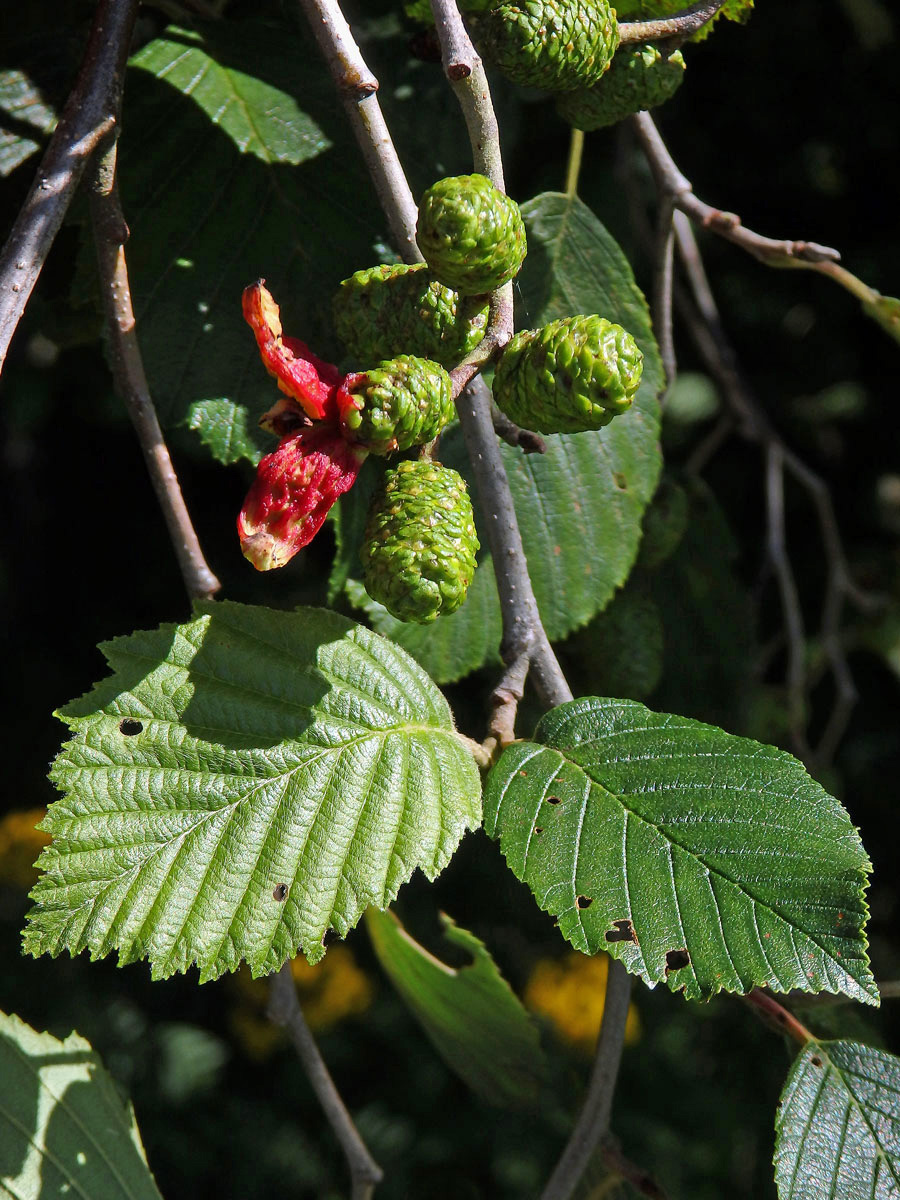 Jazykovité hálky způsobené houbou Taphrina alni na olši šedé (Alnus incala)