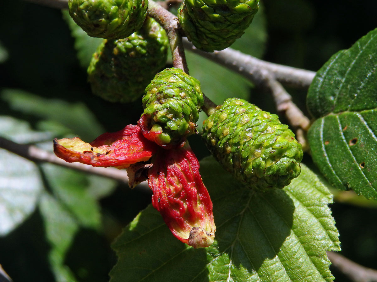 Jazykovité hálky způsobené houbou Taphrina alni na olši šedé (Alnus incala)