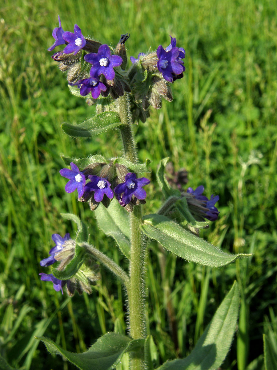 Pilát lékařský (Anchusa officinalis L.)