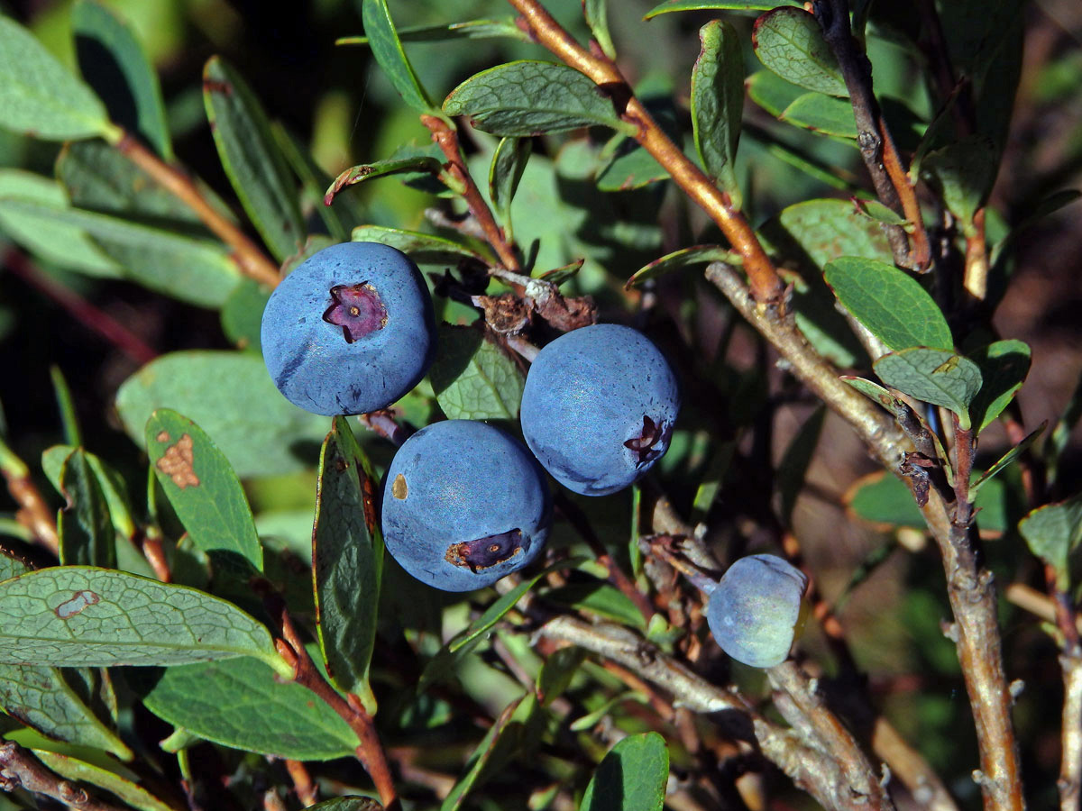 Brusnice vlochyně - Vlochyně bahenní  (Vaccinia uliginosum L.)