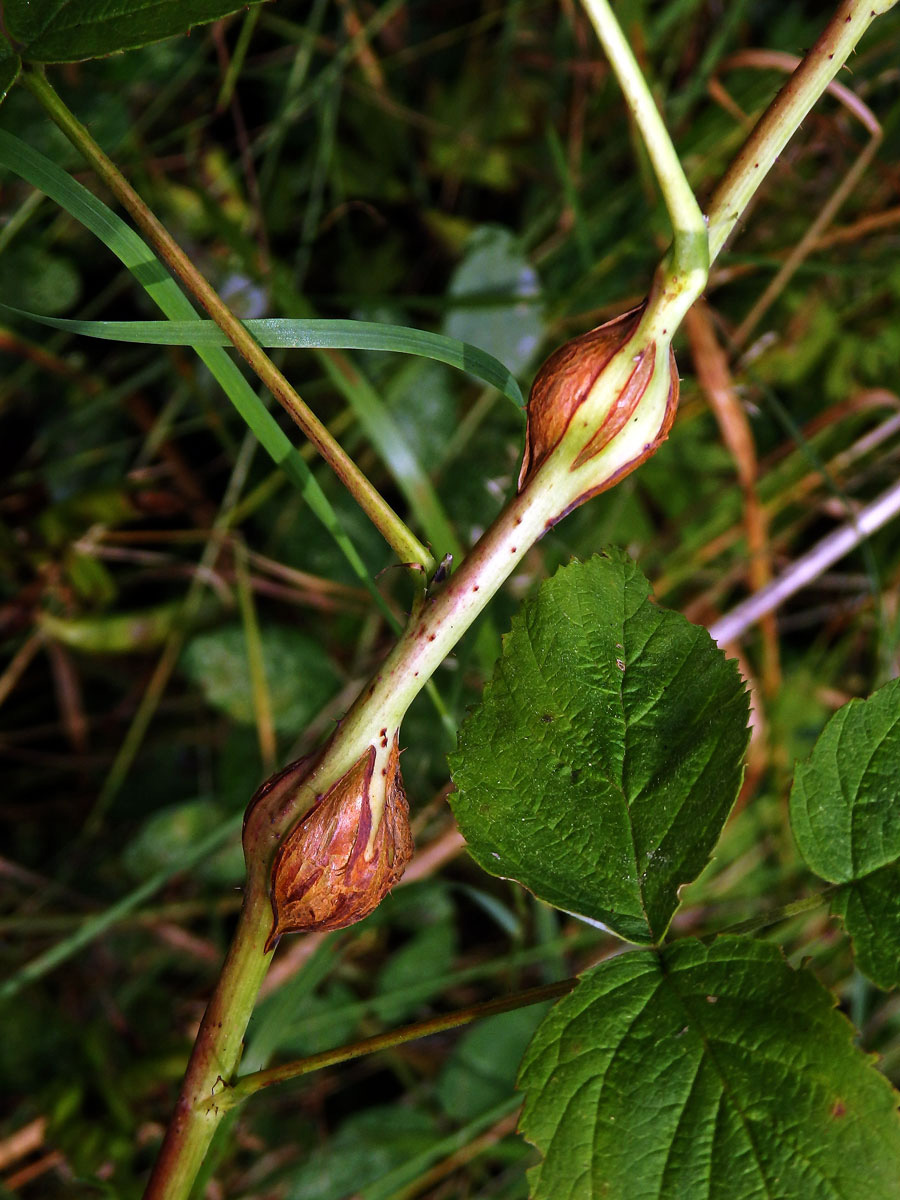 Hálky bejlomorky malinové (Lasioptera rubi)