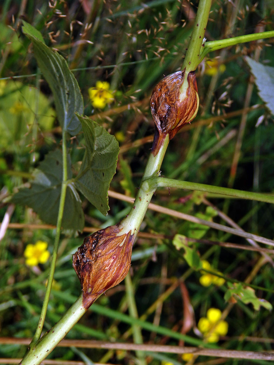 Hálky bejlomorky malinové (Lasioptera rubi)