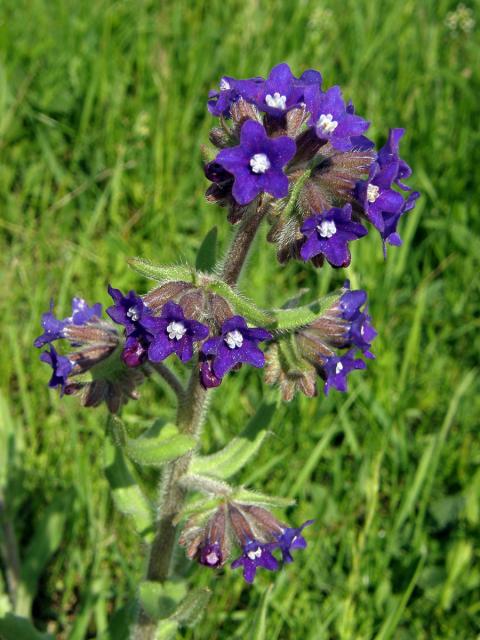 Pilát lékařský (Anchusa officinalis L.)