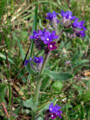 Pilát lékařský (Anchusa officinalis L.)