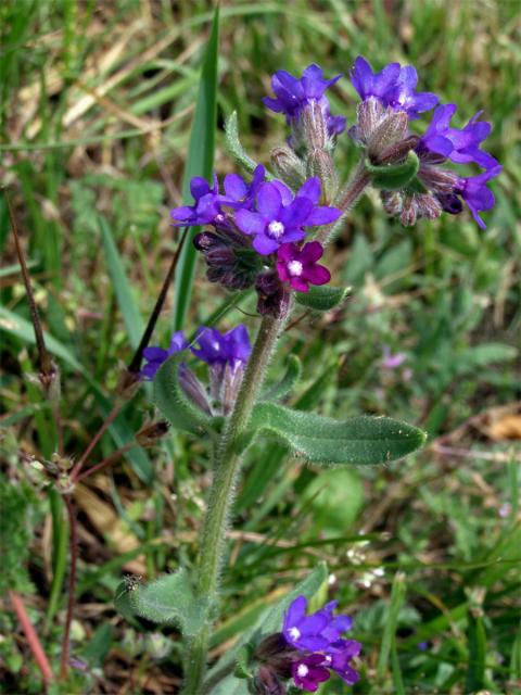 Pilát lékařský (Anchusa officinalis L.)