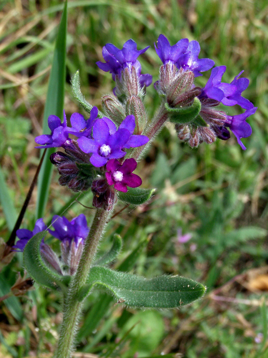 Pilát lékařský (Anchusa officinalis L.)