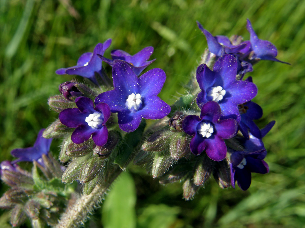 Pilát lékařský (Anchusa officinalis L.)