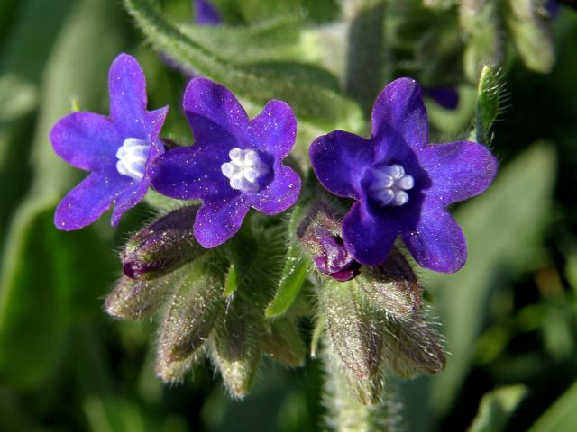 Pilát lékařský (Anchusa officinalis L.)