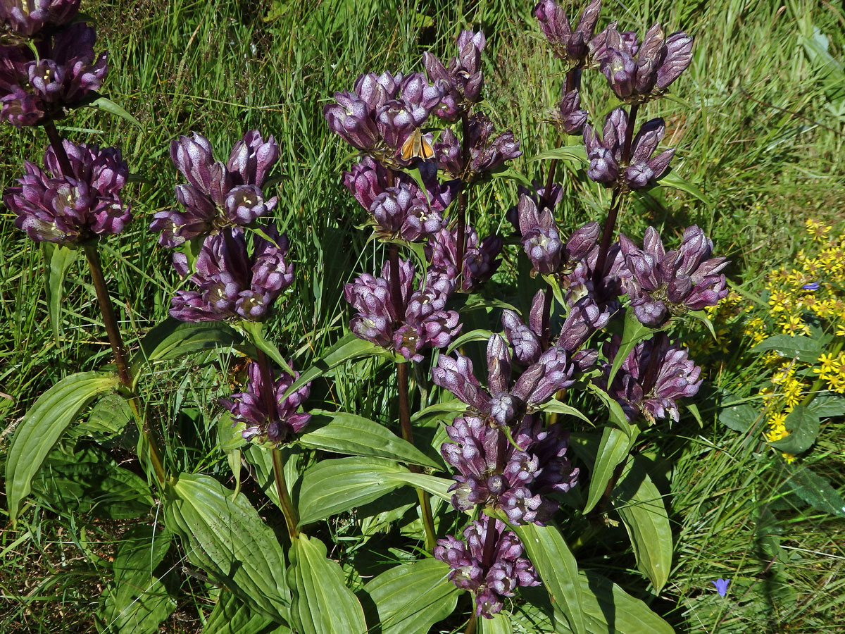 Hořec panonský (Gentiana pannonica Scop.)