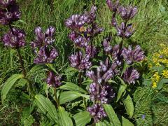 Atypická barva květů hořce panonského (Gentiana pannonica Scop.) 