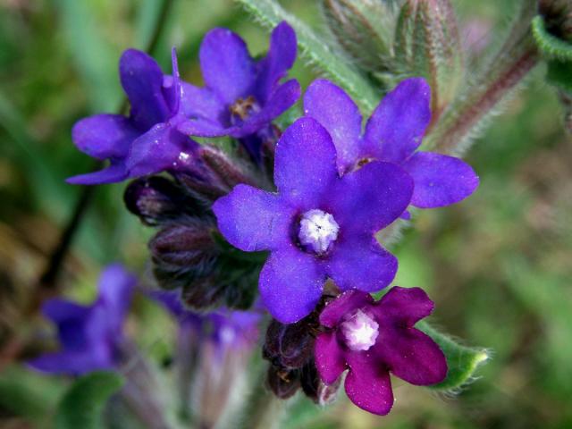 Pilát lékařský (Anchusa officinalis L.)