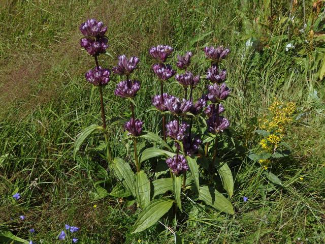 Hořec panonský (Gentiana pannonica Scop.)