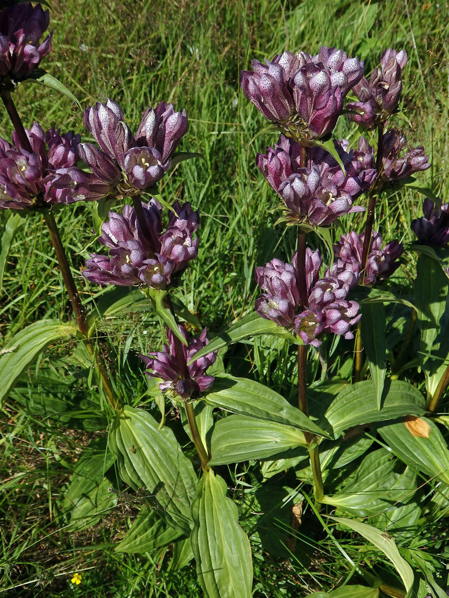 Hořec panonský (Gentiana pannonica Scop.)