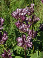 Hořec panonský (Gentiana pannonica Scop.)